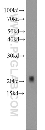 Claudin 1 Antibody in Western Blot (WB)