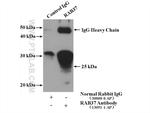 RAB37 Antibody in Immunoprecipitation (IP)