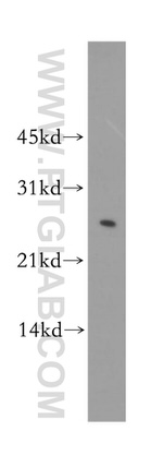 LXN Antibody in Western Blot (WB)