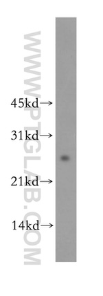 LXN Antibody in Western Blot (WB)