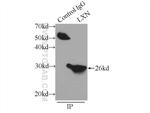 LXN Antibody in Immunoprecipitation (IP)