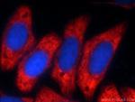 G3BP1 Antibody in Immunocytochemistry (ICC/IF)