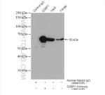 G3BP1 Antibody in Immunoprecipitation (IP)