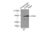 G3BP1 Antibody in Immunoprecipitation (IP)