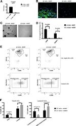 CD29 (Integrin beta 1) Antibody in Flow Cytometry (Flow)