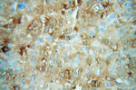 CALML5 Antibody in Immunohistochemistry (Paraffin) (IHC (P))