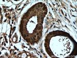 CALML5 Antibody in Immunohistochemistry (Paraffin) (IHC (P))