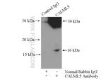 CALML5 Antibody in Immunoprecipitation (IP)