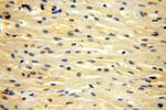 CDK2AP1 Antibody in Immunohistochemistry (Paraffin) (IHC (P))