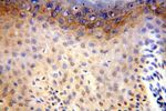 CDK2AP1 Antibody in Immunohistochemistry (Paraffin) (IHC (P))