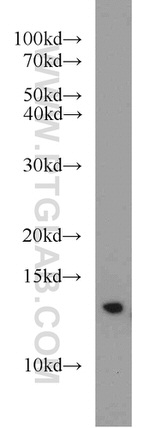 CDK2AP1 Antibody in Western Blot (WB)