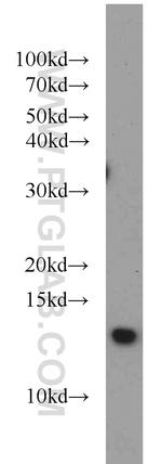 CDK2AP1 Antibody in Western Blot (WB)