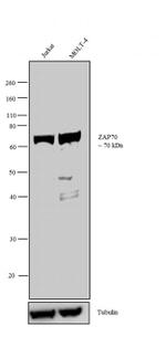 Zap-70 Antibody in Western Blot (WB)