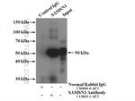 SAMSN1 Antibody in Immunoprecipitation (IP)