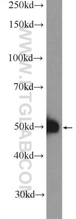 SAMSN1 Antibody in Western Blot (WB)