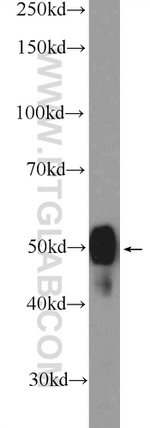 SAMSN1 Antibody in Western Blot (WB)