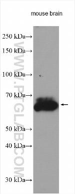 SLC1A4 Antibody in Western Blot (WB)