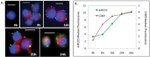 CD69 Antibody in Immunocytochemistry, Flow Cytometry (ICC/IF, Flow)