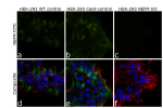 NEFM Antibody