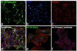 NEFM Antibody