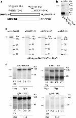 DYKDDDDK Tag Antibody in Western Blot (WB)