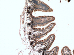 DFNA5 Antibody in Immunohistochemistry (Paraffin) (IHC (P))