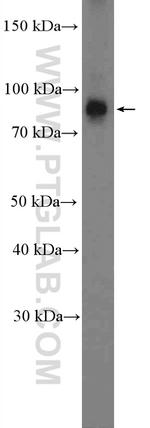 NUP93 Antibody in Western Blot (WB)