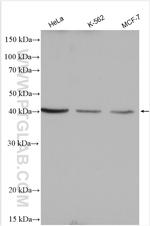 SLC25A32 Antibody in Western Blot (WB)