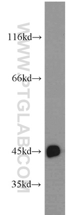 CTNS Antibody in Western Blot (WB)