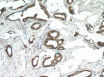 FREM1 Antibody in Immunohistochemistry (Paraffin) (IHC (P))