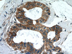 FREM1 Antibody in Immunohistochemistry (Paraffin) (IHC (P))