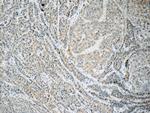 FREM1 Antibody in Immunohistochemistry (Paraffin) (IHC (P))