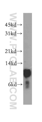 TRX2 Antibody in Western Blot (WB)