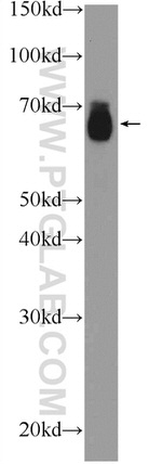 MITF Antibody in Western Blot (WB)