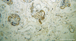 DCT Antibody in Immunohistochemistry (Paraffin) (IHC (P))