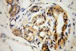 DCT Antibody in Immunohistochemistry (Paraffin) (IHC (P))