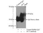 DCT Antibody in Immunoprecipitation (IP)