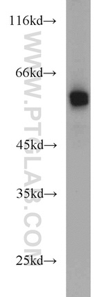 DCT Antibody in Western Blot (WB)