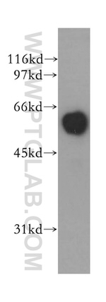 DCT Antibody in Western Blot (WB)