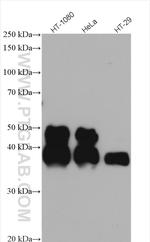 FAS/CD95 Antibody in Western Blot (WB)