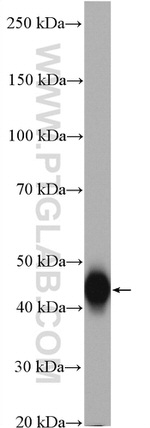 FAS/CD95 Antibody in Western Blot (WB)