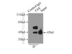 FAS/CD95 Antibody in Immunoprecipitation (IP)