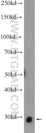 SNAI1 Antibody in Western Blot (WB)