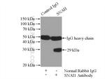 SNAI1 Antibody in Immunoprecipitation (IP)