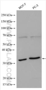 SNAI1 Antibody in Western Blot (WB)