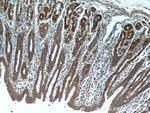 DNAJC10 Antibody in Immunohistochemistry (Paraffin) (IHC (P))