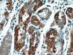 DNAJC10 Antibody in Immunohistochemistry (Paraffin) (IHC (P))