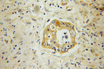 DNAJC10 Antibody in Immunohistochemistry (Paraffin) (IHC (P))