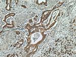 DNAJC10 Antibody in Immunohistochemistry (Paraffin) (IHC (P))