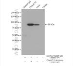 DNAJC10 Antibody in Immunoprecipitation (IP)